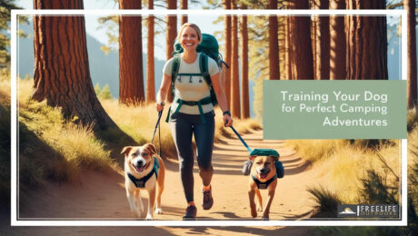 Training Your Dog for Perfect Camping Adventures