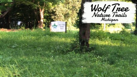 Wolf Tree Nature Trails